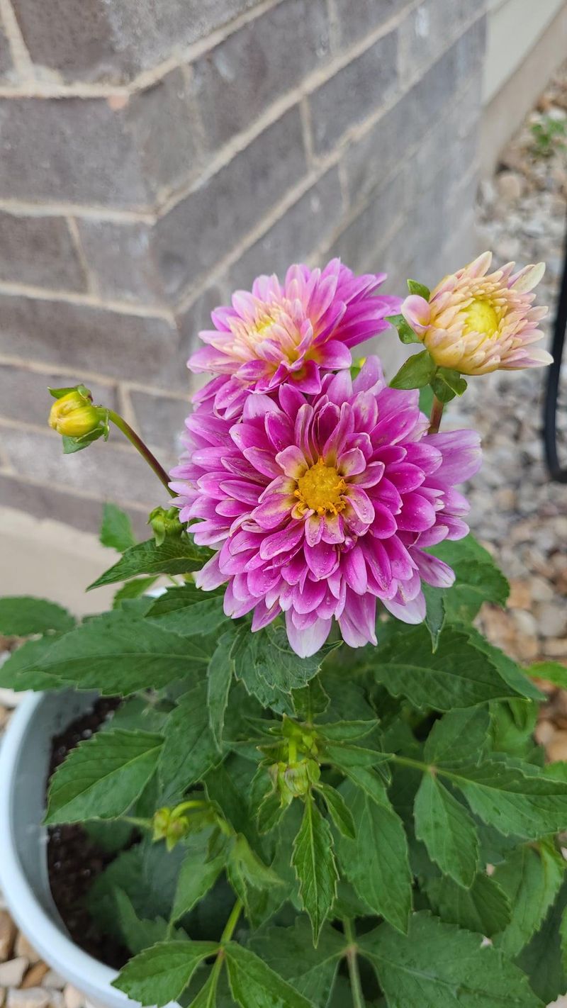 Chrysanthemum