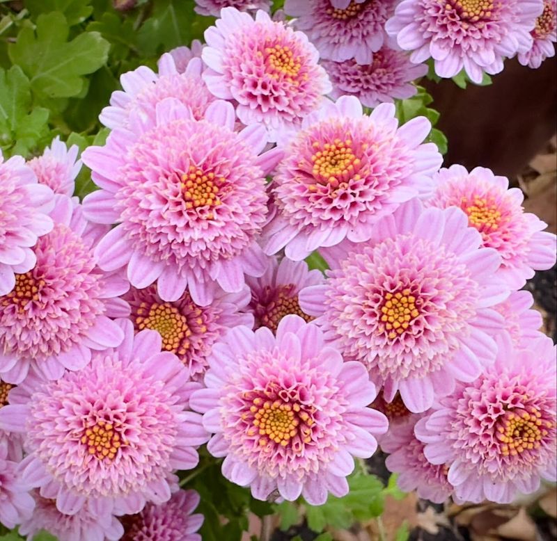 Chrysanthemum