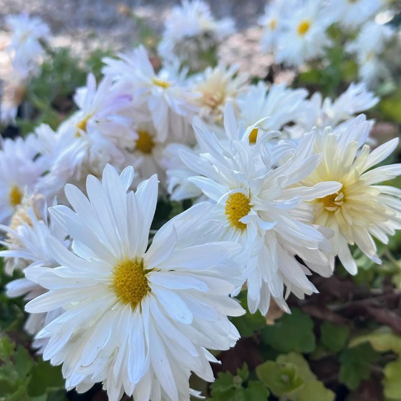 Chrysanthemum Daisy