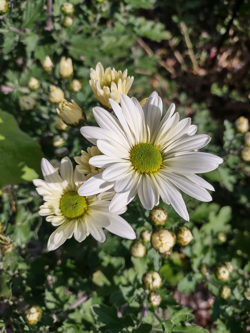 Chrysanthemum Maximum