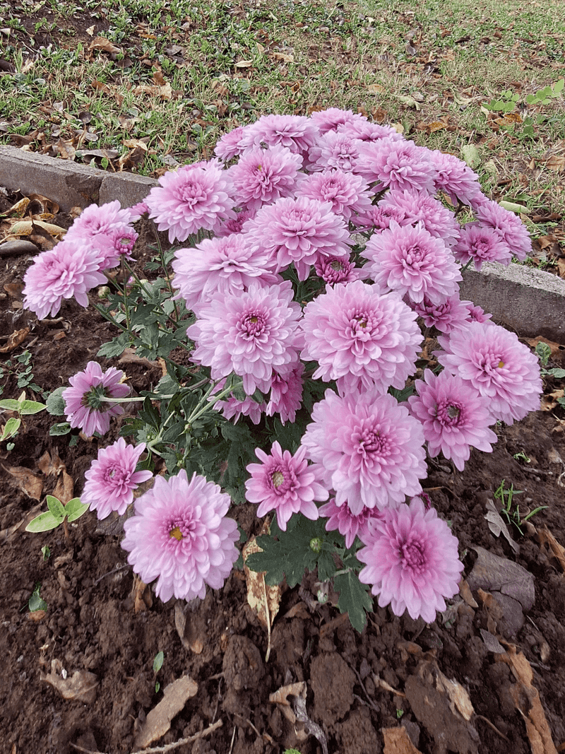 Chrysanthemum