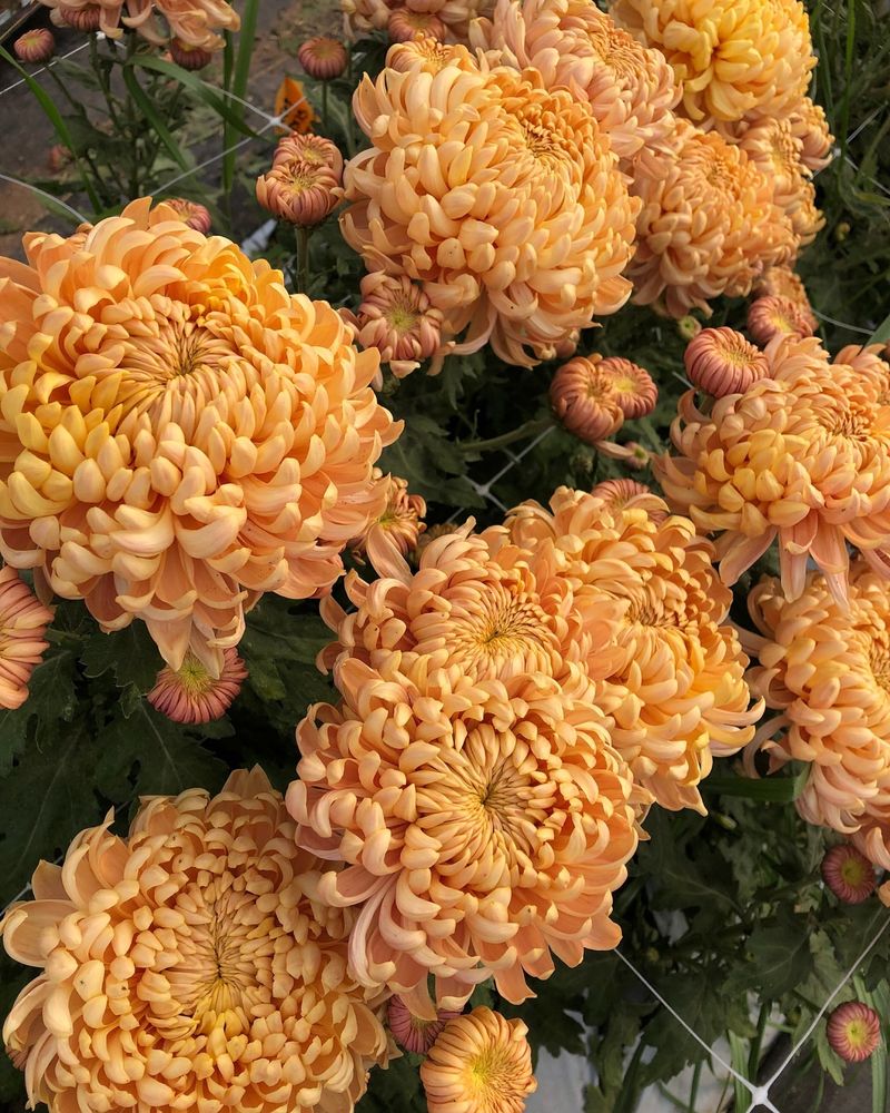 Chrysanthemums