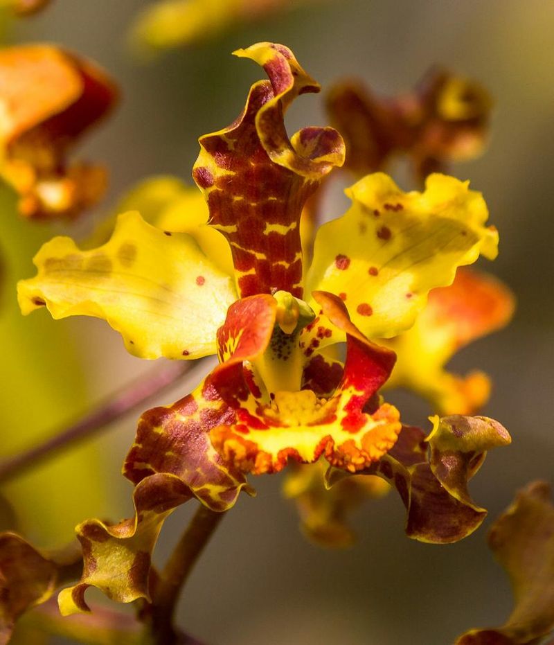 Cigar Orchid