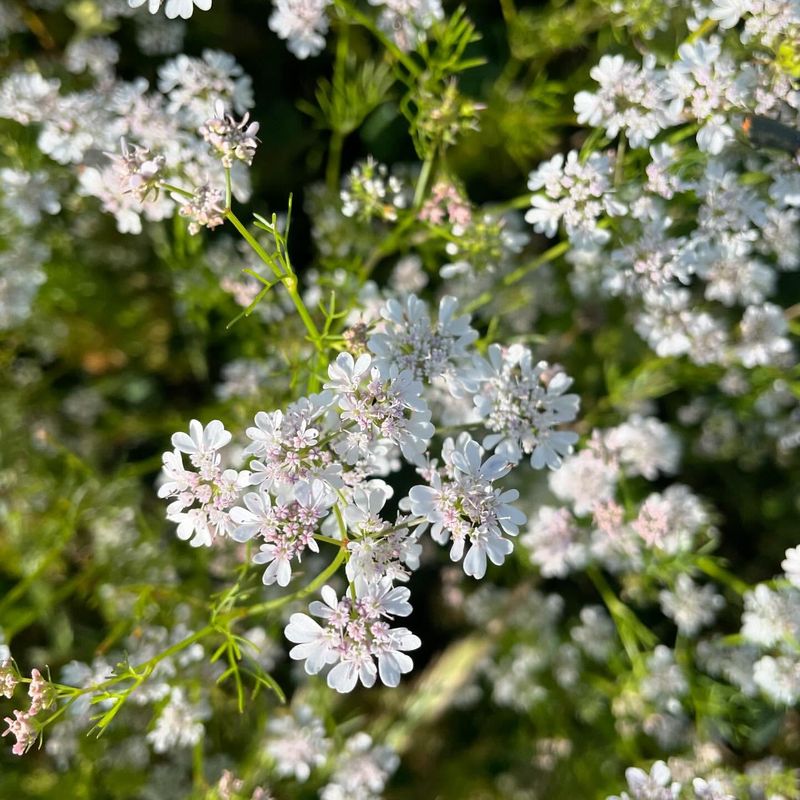 Cilantro