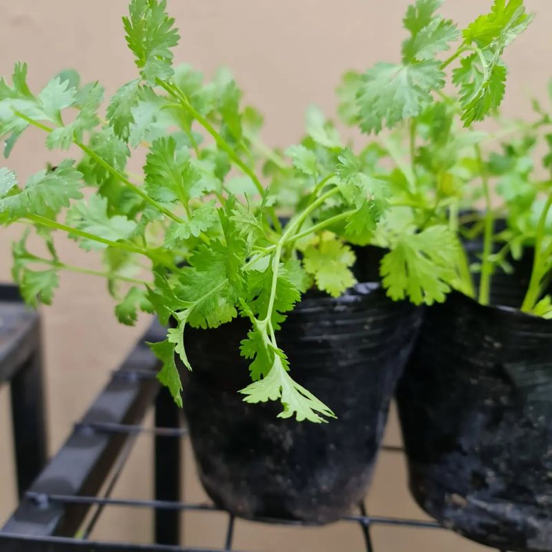 Cilantro