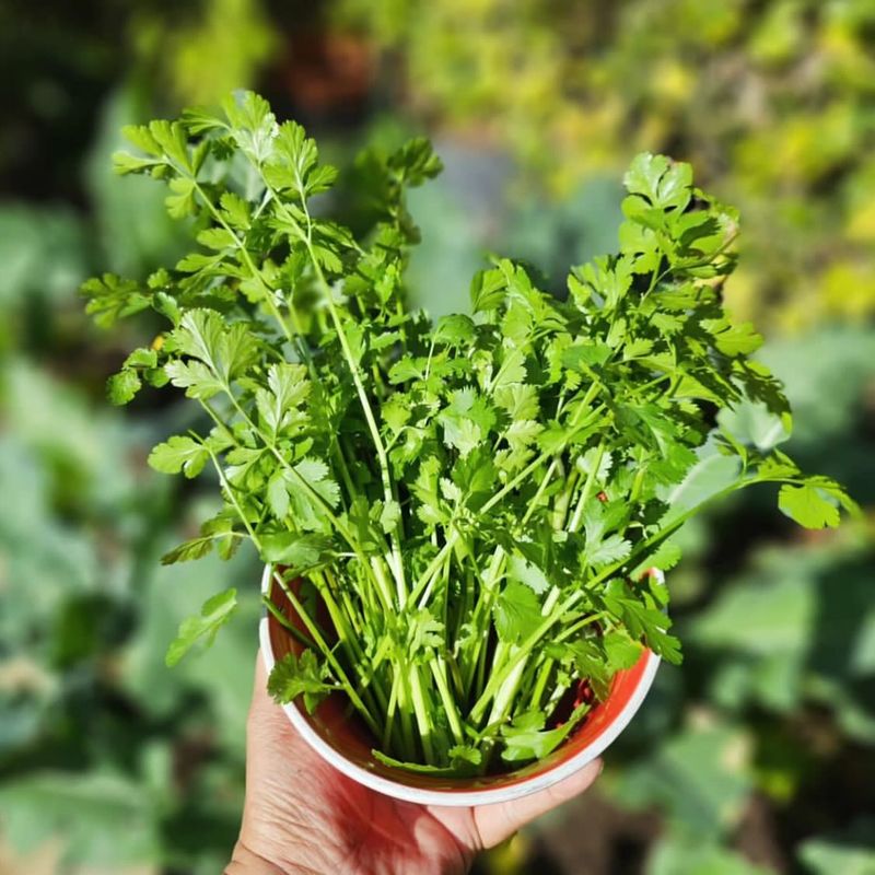 Cilantro