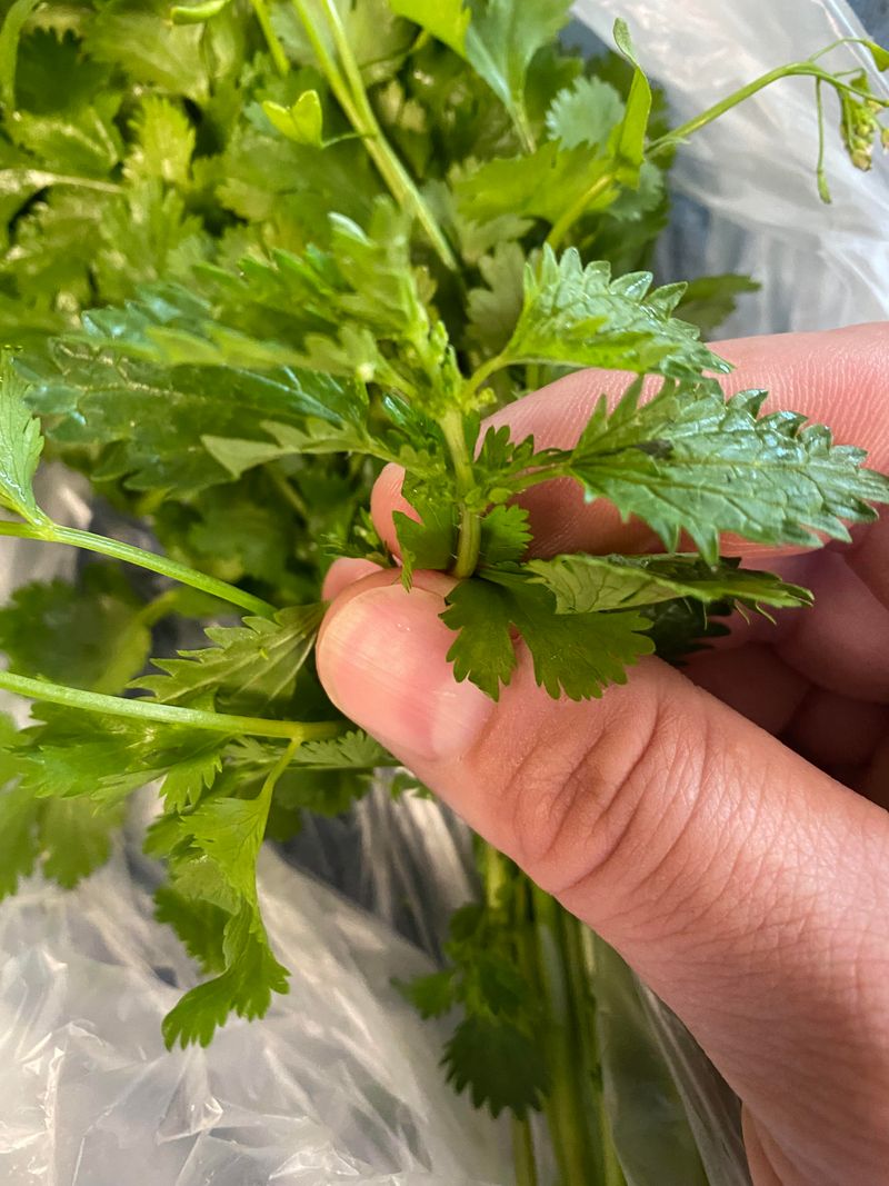 Cilantro