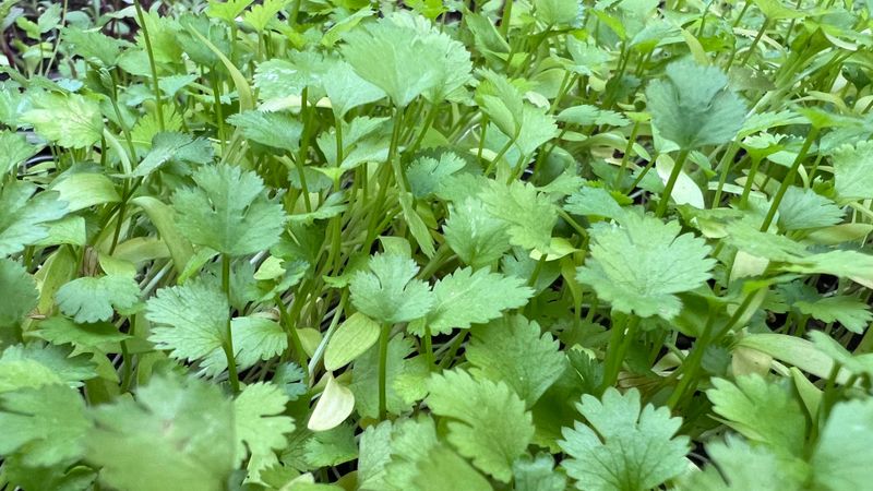 Cilantro