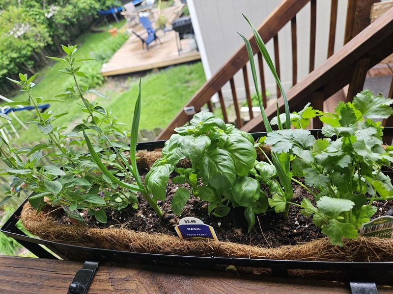 Cilantro and Oregano