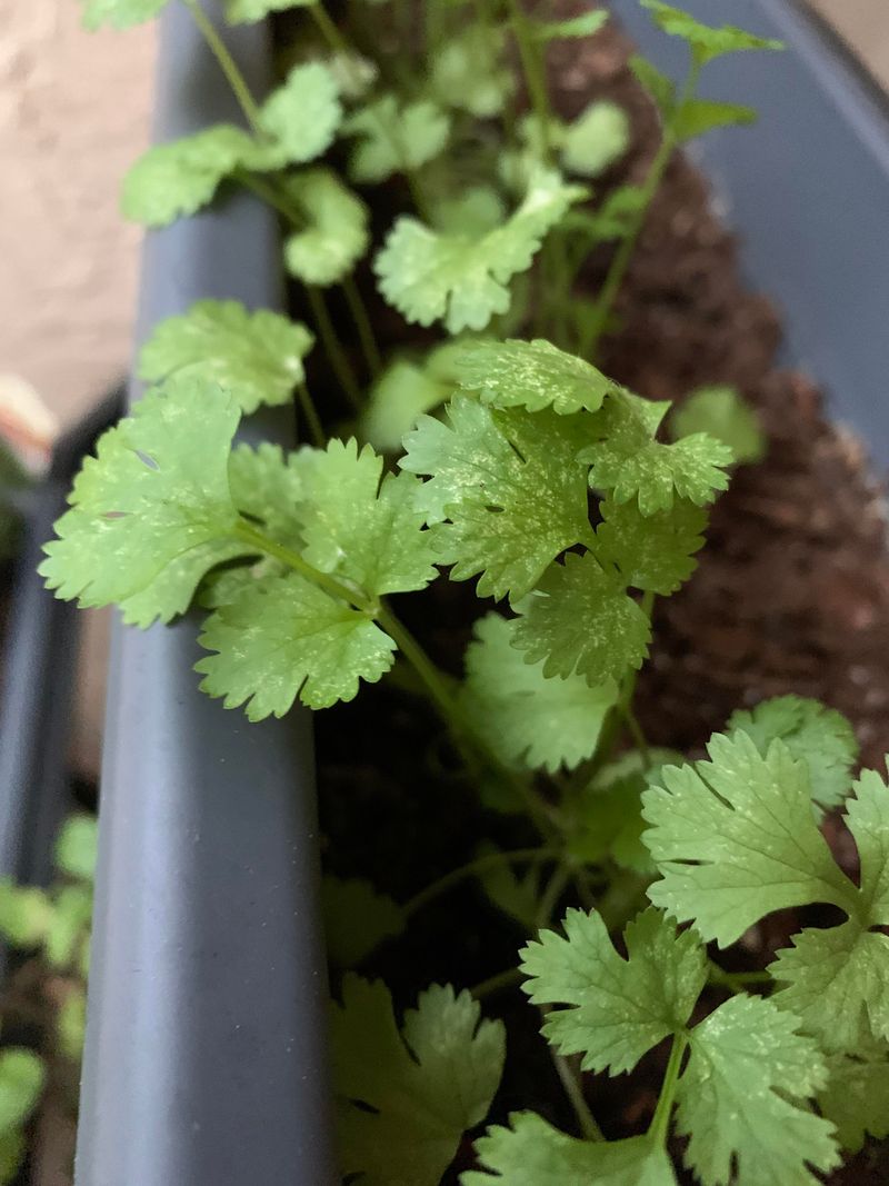 Cilantro and Parsley