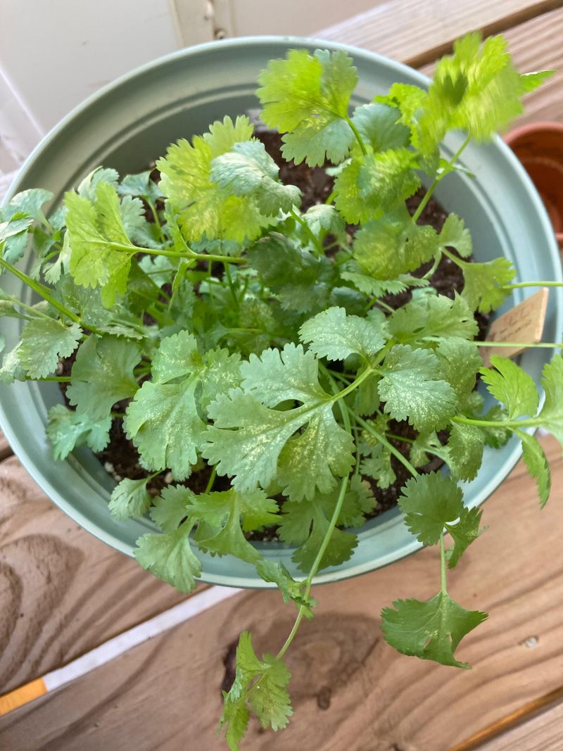 Cilantro