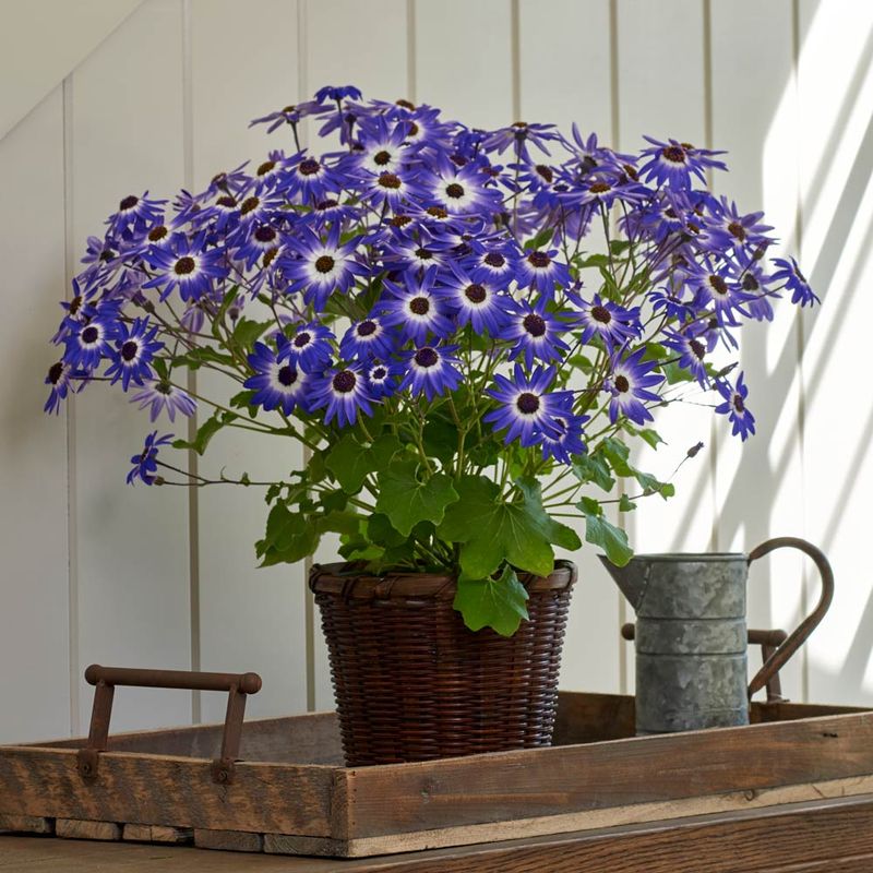 Cineraria