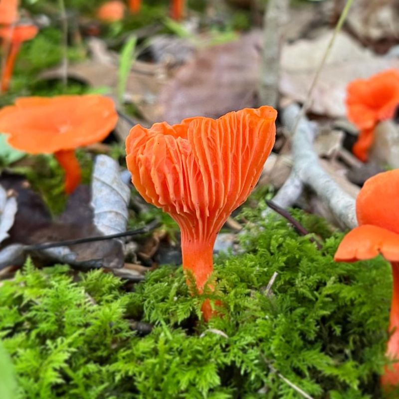 Cinnabar Chanterelle