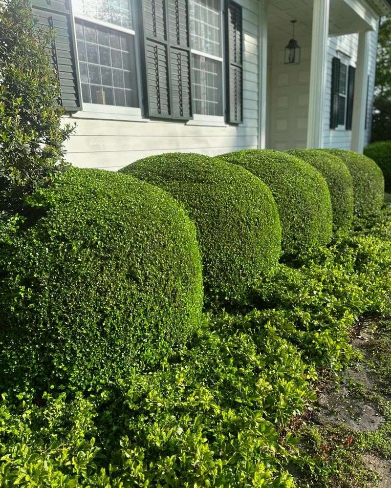 Classic Hedge Rows