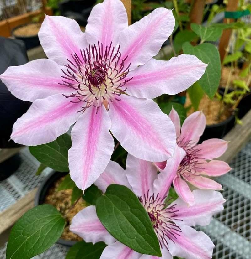 Clematis