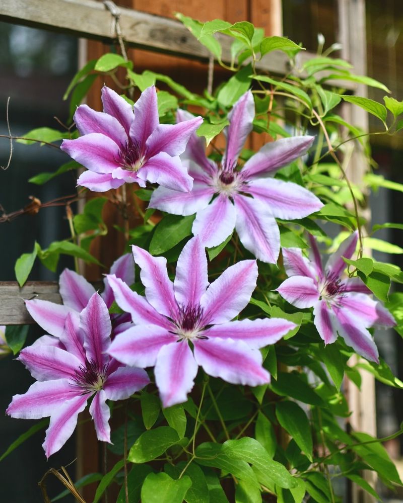 Clematis