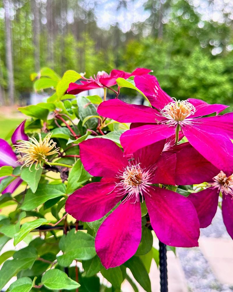 Clematis