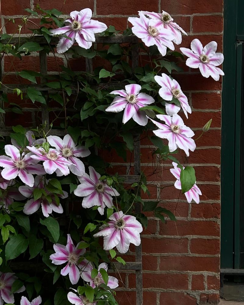 Clematis 'Nelly Moser'