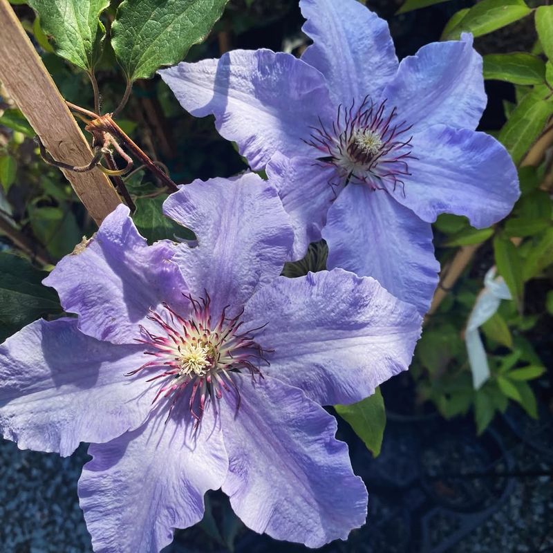 Clematis 'The President'