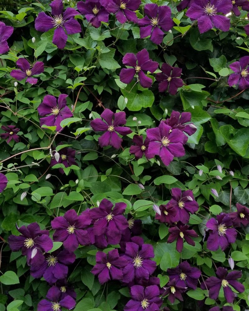 Clematis 'Etoile Violette'