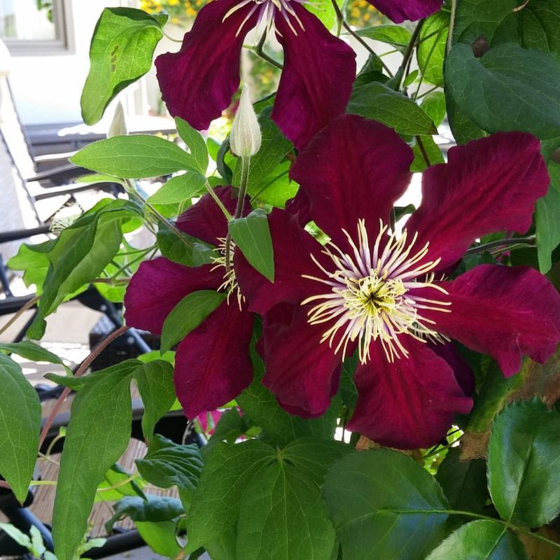 Clematis 'Niobe'