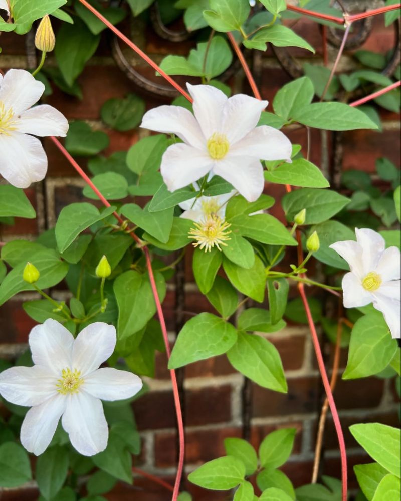 Clematis 'Huldine'