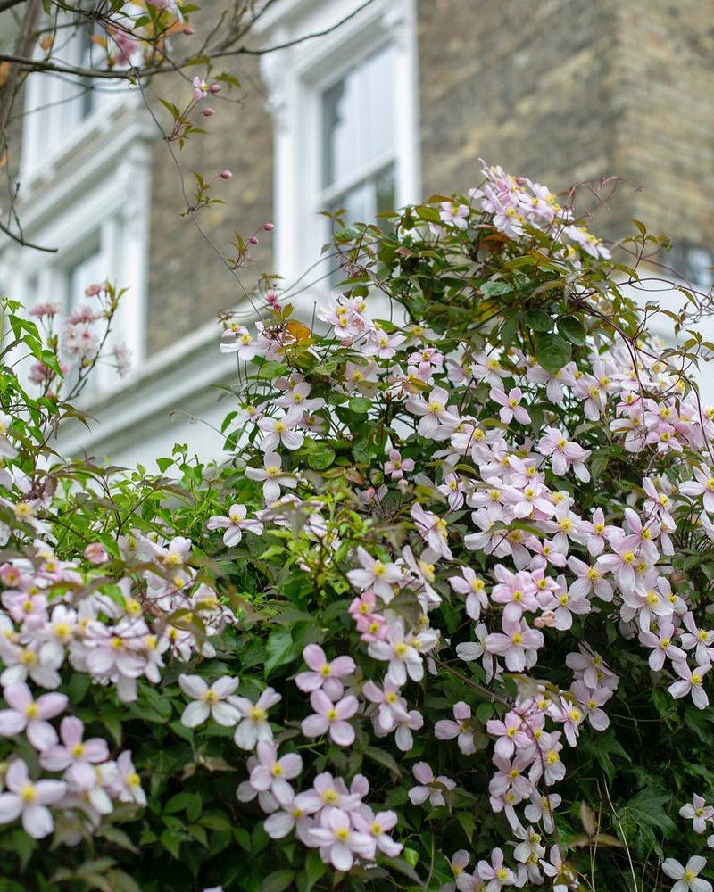 Clematis 'Montana Rubens'