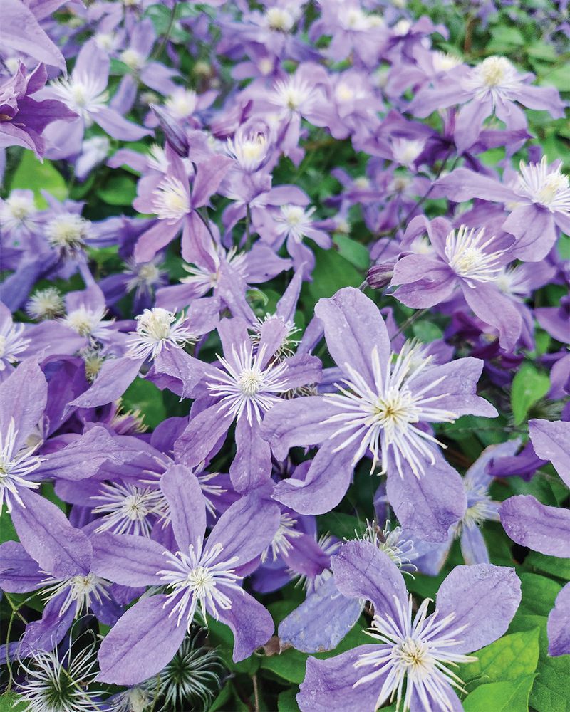 Clematis 'Arabella'