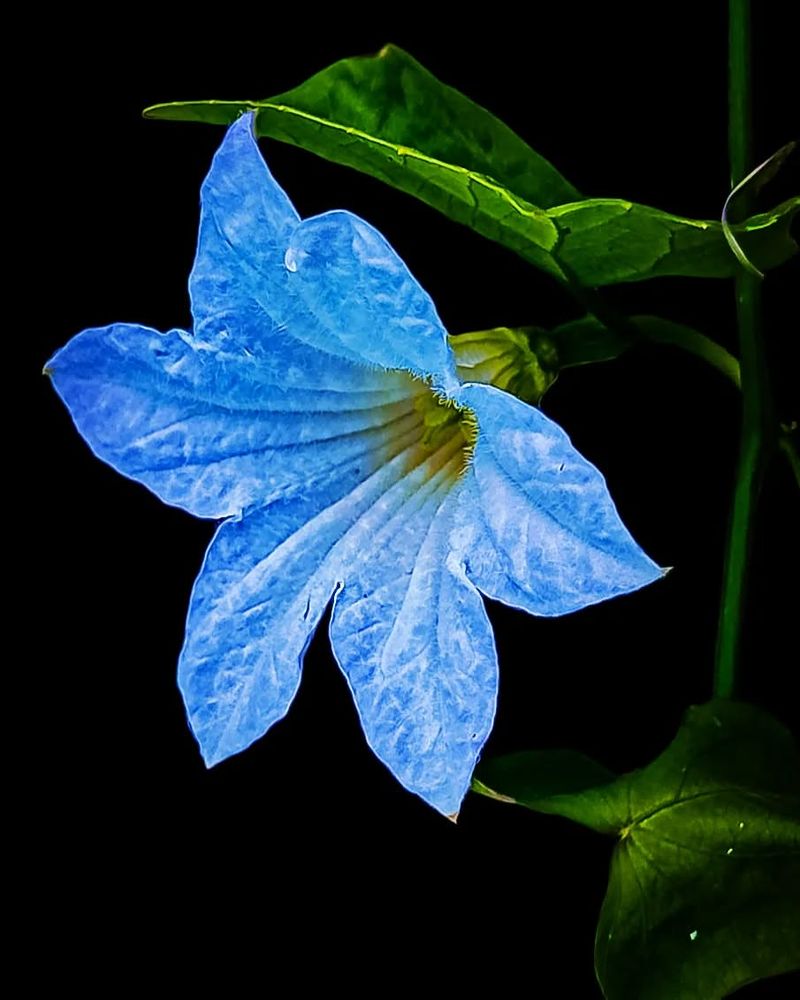 Clematis 'Blue Angel'