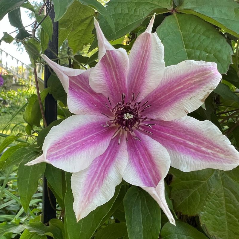 Clematis 'Carnaby'