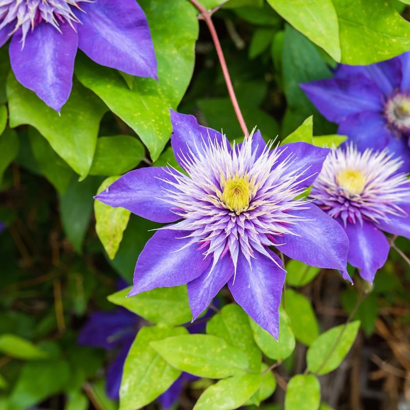 Clematis 'Multi Blue'