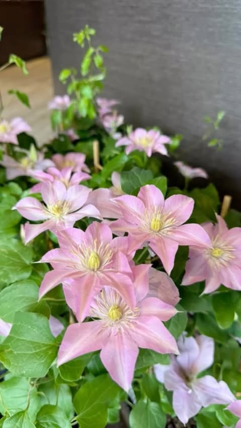 Clematis 'Asao'