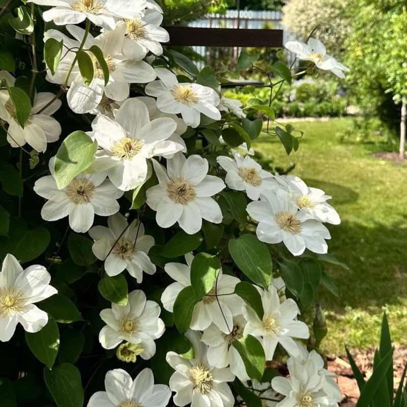 Clematis 'Guernsey Cream'