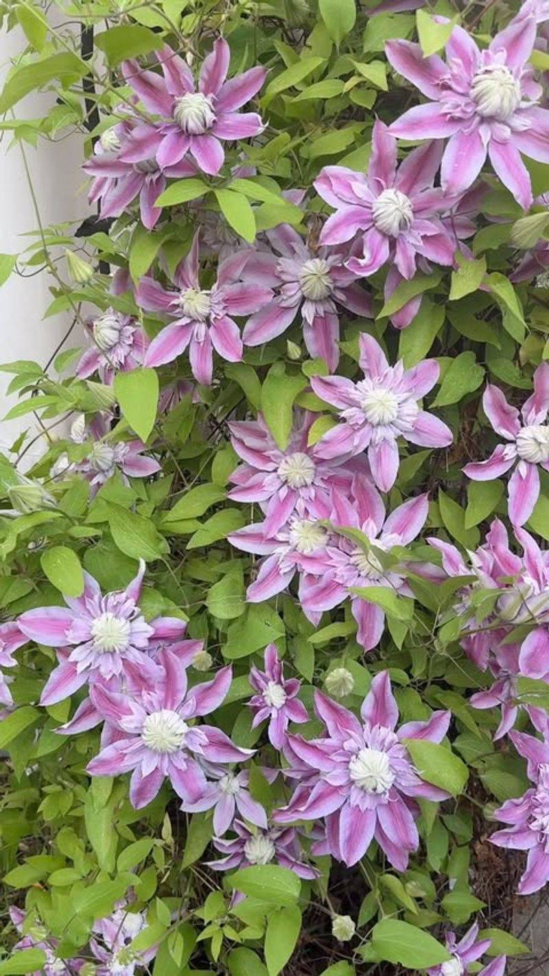 Clematis 'Josephine'