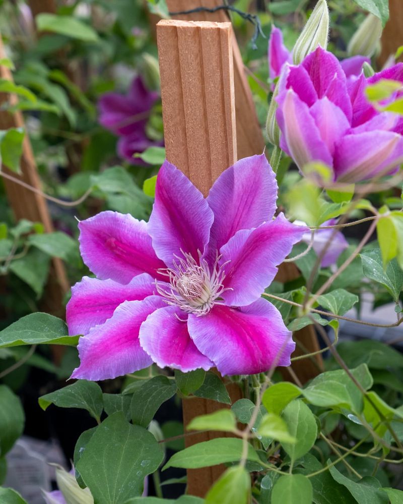 Clematis