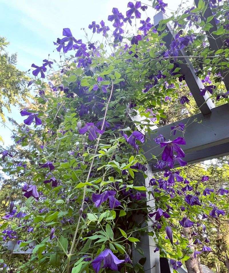 Clematis