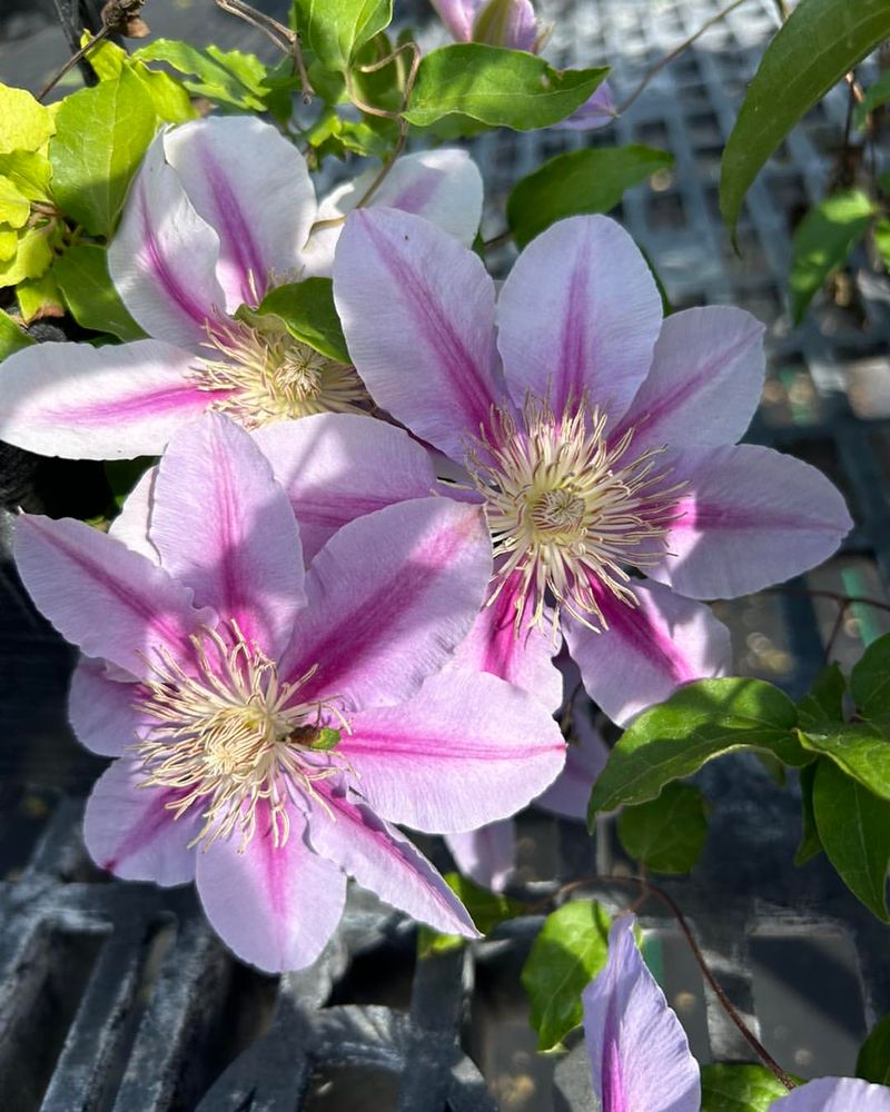 Clematis