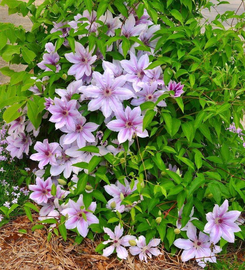 Clematis 'Nelly Moser'