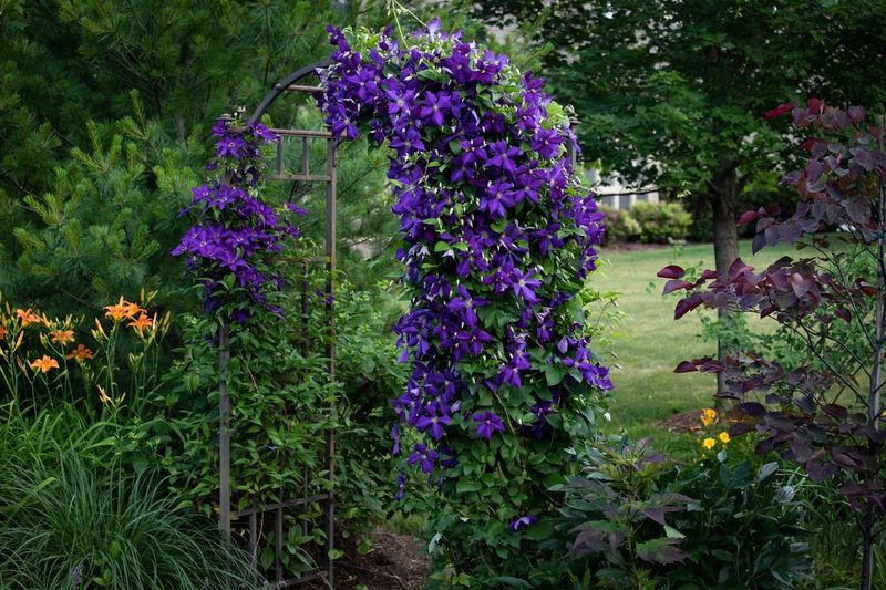 Clematis 'Jackmanii'