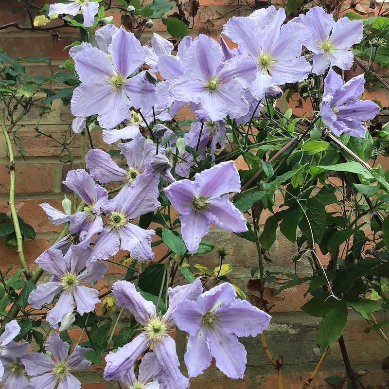 Clematis 'General Sikorski'