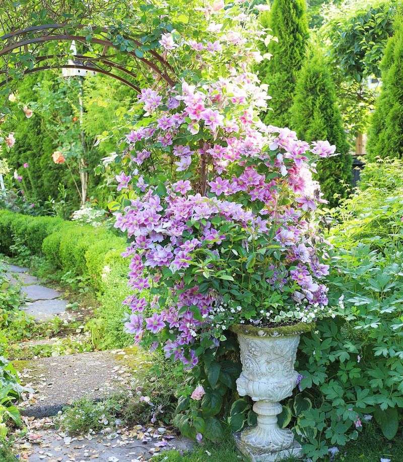 Clematis 'Piilu'