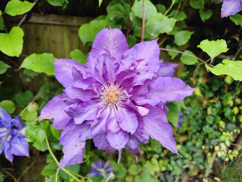 Clematis 'Vyvyan Pennell'