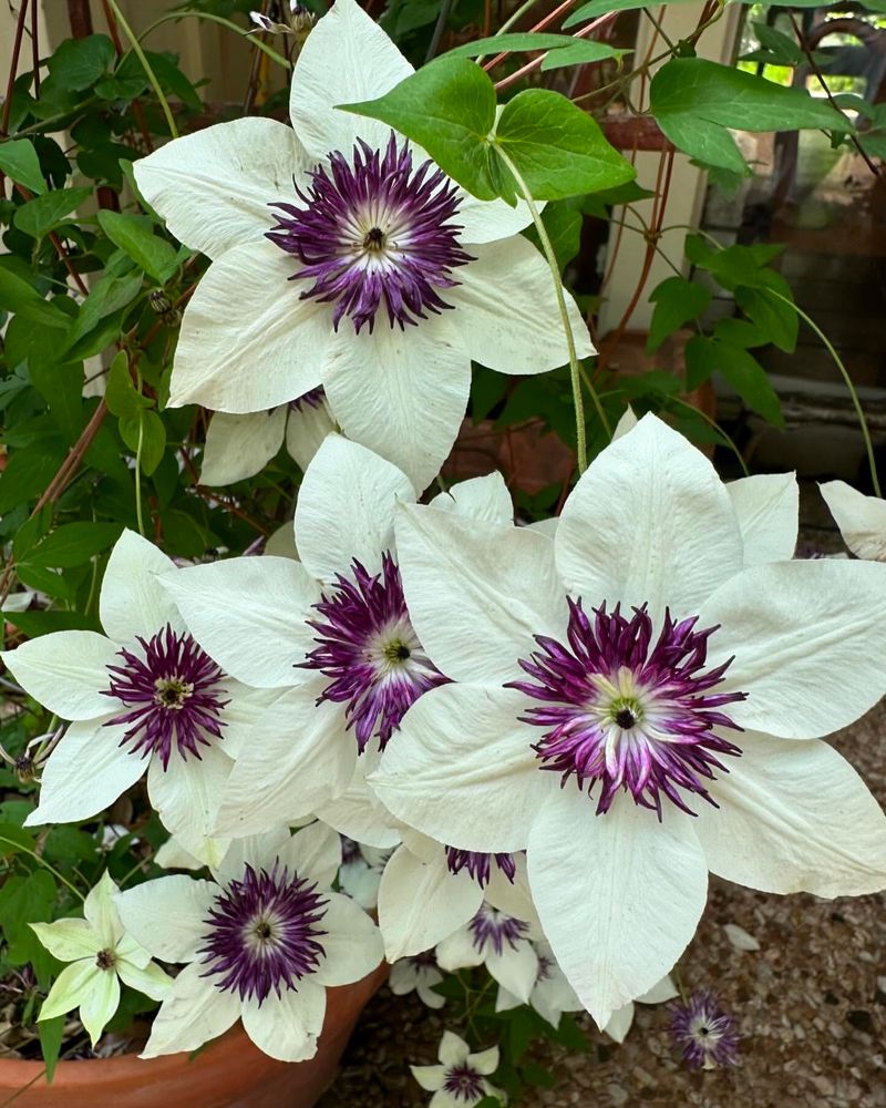 Clematis 'Florida Sieboldii'