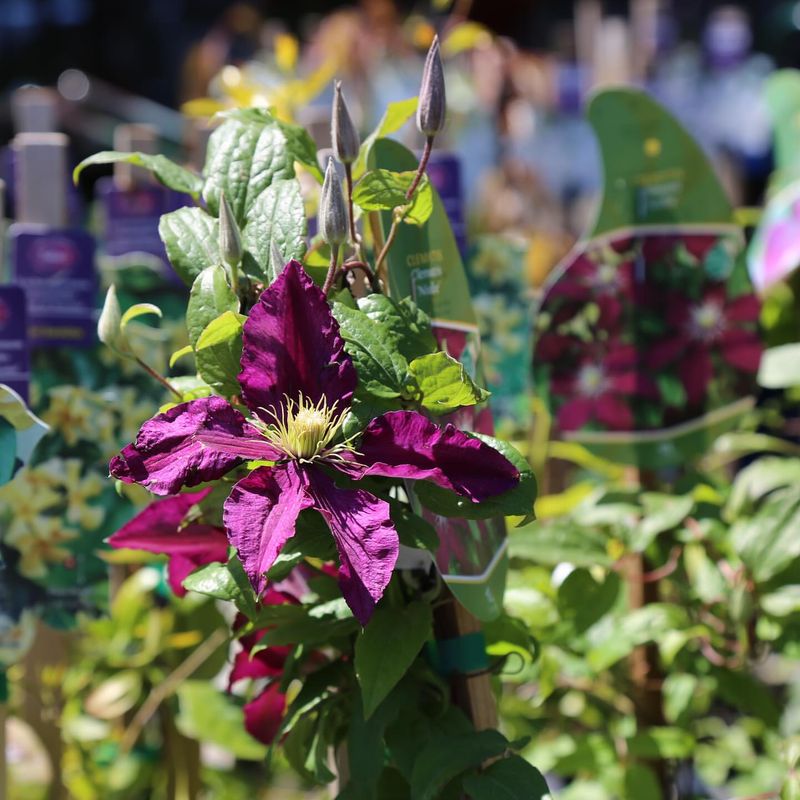 Clematis 'Niobe'