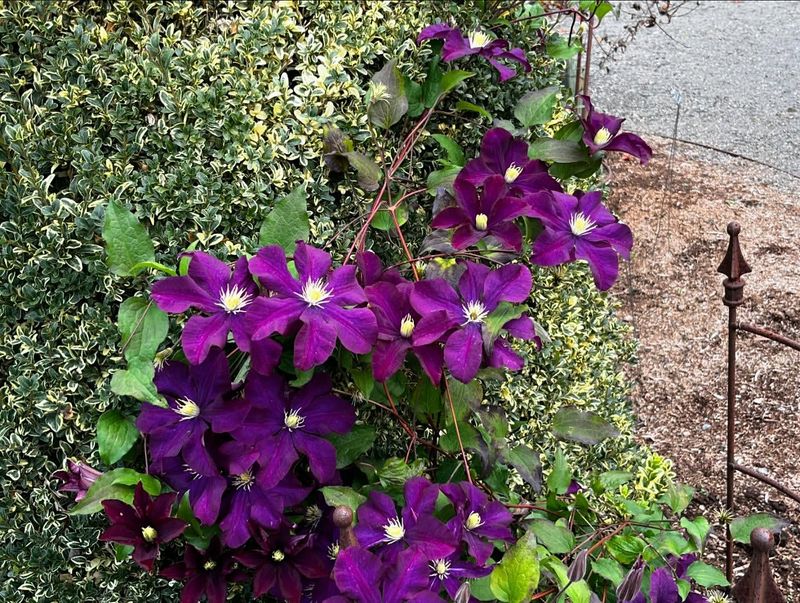 Clematis 'Warszawska Nike'