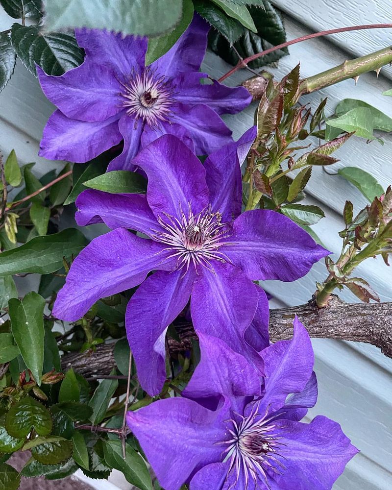 Clematis 'The President'