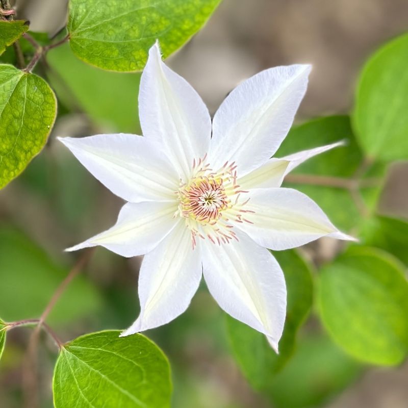 Clematis 'Henryi'