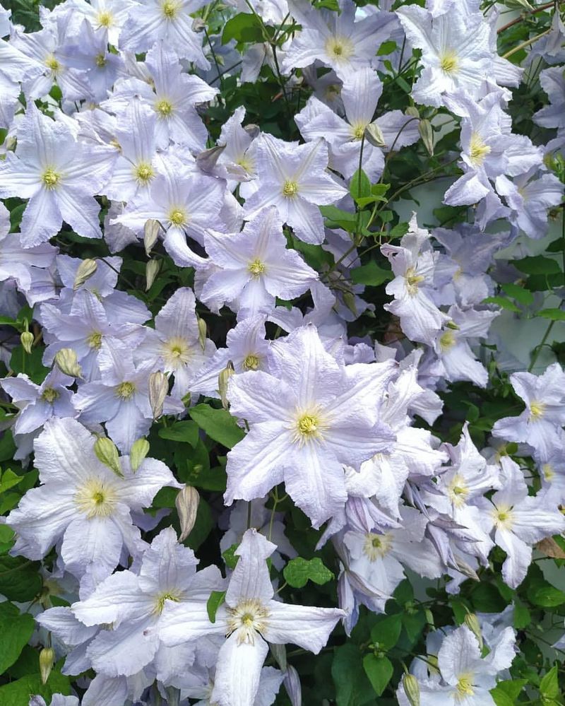 Clematis 'Blue Angel'