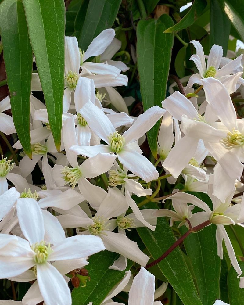 Clematis 'Armandii'