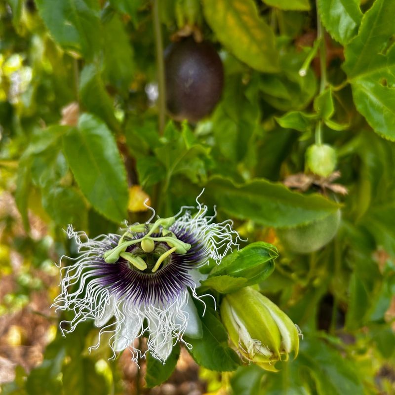 Clematis 'Carnaby'